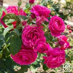 Grande Dame™ -HEIRLOOM ROSES Sales Grande Dame 03