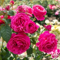 Grande Dame™ -HEIRLOOM ROSES Sales Grande Dame 04