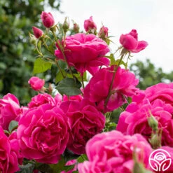 Grande Dame™ -HEIRLOOM ROSES Sales Grande Dame 07