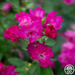 Grape Jelly™ -HEIRLOOM ROSES Sales Grape Jelly