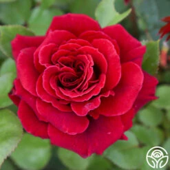 Eleganza® Gypsy Soul -HEIRLOOM ROSES Sales Gypsy Soul 1