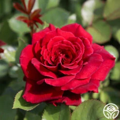 Eleganza® Gypsy Soul -HEIRLOOM ROSES Sales Gypsy Soul 15