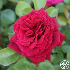 Eleganza® Gypsy Soul -HEIRLOOM ROSES Sales Gypsy Soul 22