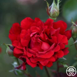 Eleganza® Heart Song™ 12 Eleganza® Heart Song™ -HEIRLOOM ROSES Sales Heart Song 11