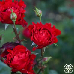 Eleganza® Heart Song™ 14 Eleganza® Heart Song™ -HEIRLOOM ROSES Sales Heart Song 12