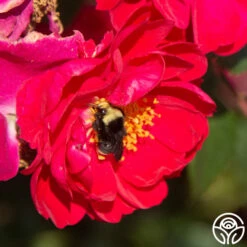 Henry Kelsey 14 Henry Kelsey -HEIRLOOM ROSES Sales Henry Kelsey 11