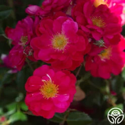 Henry Kelsey 17 Henry Kelsey -HEIRLOOM ROSES Sales Henry Kelsey 12