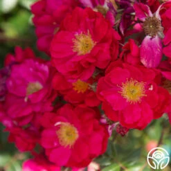 Henry Kelsey 15 Henry Kelsey -HEIRLOOM ROSES Sales Henry Kelsey 14