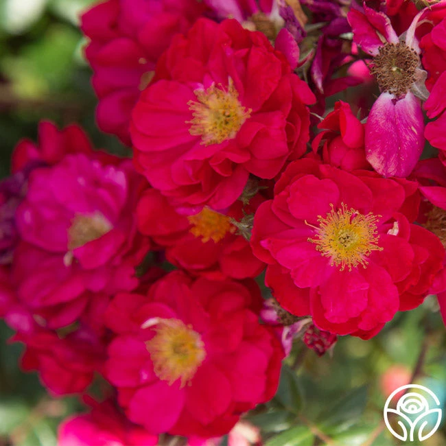 Henry Kelsey 8 Henry Kelsey - Image 6