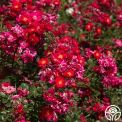 Henry Kelsey 13 Henry Kelsey -HEIRLOOM ROSES Sales Henry Kelsey 16