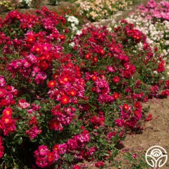 Henry Kelsey 11 Henry Kelsey -HEIRLOOM ROSES Sales Henry Kelsey 18