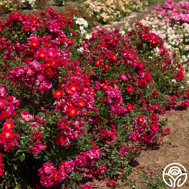 Henry Kelsey 4 Henry Kelsey - Image 2