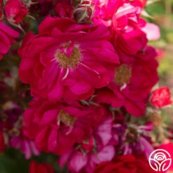 Henry Kelsey 12 Henry Kelsey -HEIRLOOM ROSES Sales Henry Kelsey 19