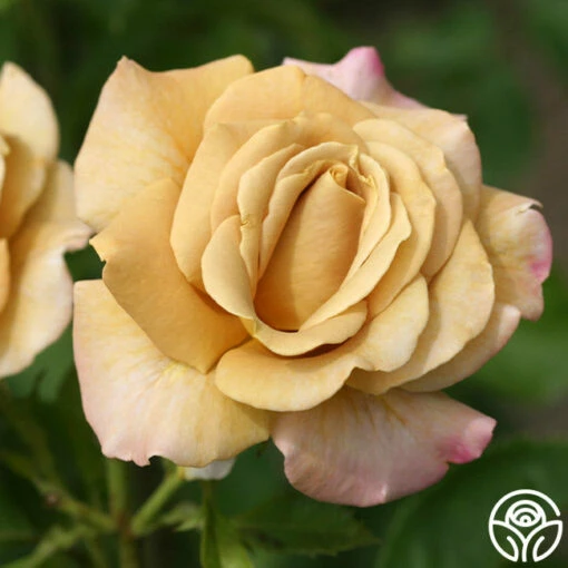 Honey Dijon™ -HEIRLOOM ROSES Sales Honey Dijon 2