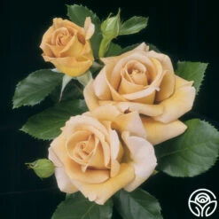 Honey Dijon™ 12 Honey Dijon™ -HEIRLOOM ROSES Sales Honey Dijon 7