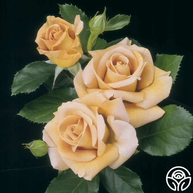 Honey Dijon™ 7 Honey Dijon™ - Image 5