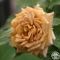 Front Page -HEIRLOOM ROSES Sales Honey Dijon 11