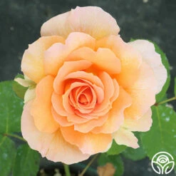 Honey Perfume™ 19 Honey Perfume™ -HEIRLOOM ROSES Sales Honey Perfume 111