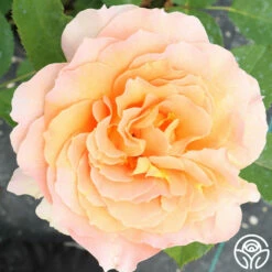 Honey Perfume™ 21 Honey Perfume™ -HEIRLOOM ROSES Sales Honey Perfume 14