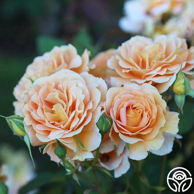 Honey Perfume™ 4 Honey Perfume™ - Image 2