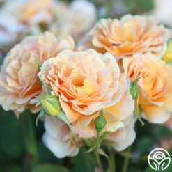 Honey Perfume™ 15 Honey Perfume™ -HEIRLOOM ROSES Sales Honey Perfume 12