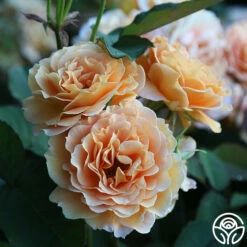 Honey Perfume™ 14 Honey Perfume™ -HEIRLOOM ROSES Sales Honey Perfume 13