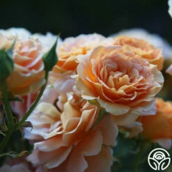 Honey Perfume™ 16 Honey Perfume™ -HEIRLOOM ROSES Sales Honey Perfume 15