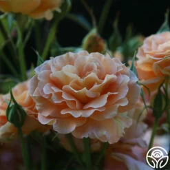 Honey Perfume™ 17 Honey Perfume™ -HEIRLOOM ROSES Sales Honey Perfume 17