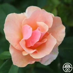 Honey Nectar™ -HEIRLOOM ROSES Sales HoneyNectar 11