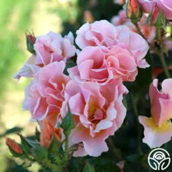 Honey Nectar™ -HEIRLOOM ROSES Sales HoneyNectar 12