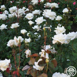 Honor™ 7 Honor™ -HEIRLOOM ROSES Sales Honor 11