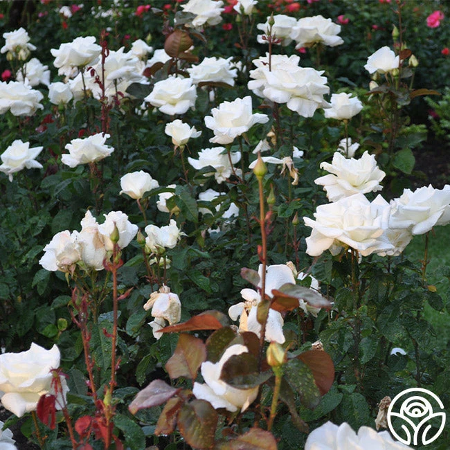 Honor™ 5 Honor™ - Image 3