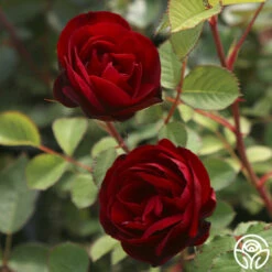 Hope For Humanity 9 Hope For Humanity -HEIRLOOM ROSES Sales Hope For Humanity 02