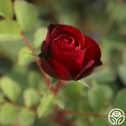 Hope For Humanity 10 Hope For Humanity -HEIRLOOM ROSES Sales Hope For Humanity 03