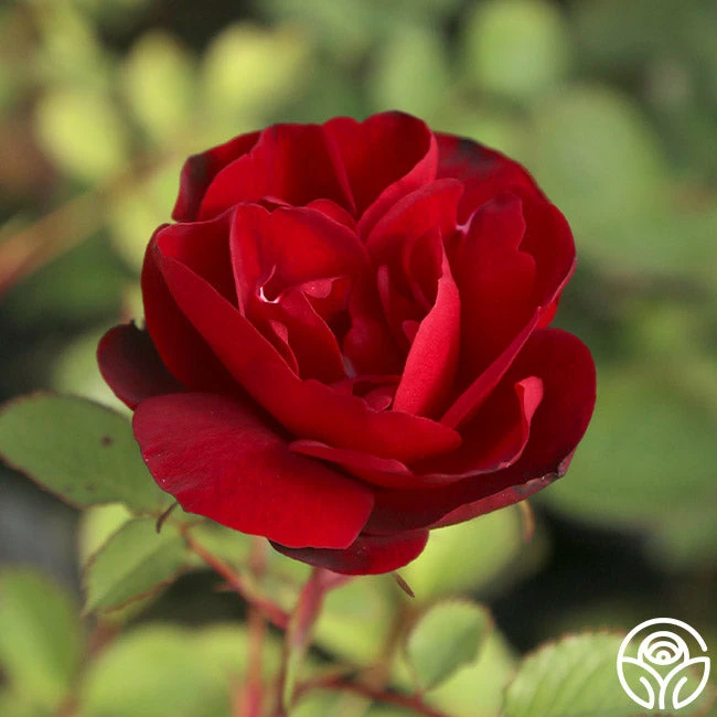 Hope For Humanity 7 Hope For Humanity - Image 5