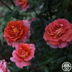 Iris Webb -HEIRLOOM ROSES Sales Iris Webb 14