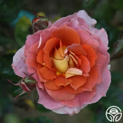 Iris Webb -HEIRLOOM ROSES Sales Iris Webb 15