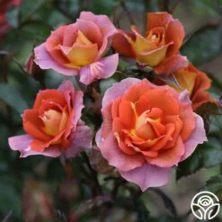 Iris Webb -HEIRLOOM ROSES Sales Iris Webb 8