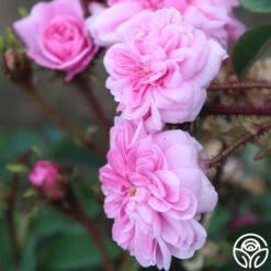 James Mitchell -HEIRLOOM ROSES Sales James Mitchell 12