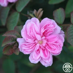 James Mitchell -HEIRLOOM ROSES Sales James Mitchell 13