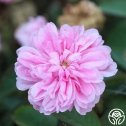 James Mitchell -HEIRLOOM ROSES Sales James Mitchell 14