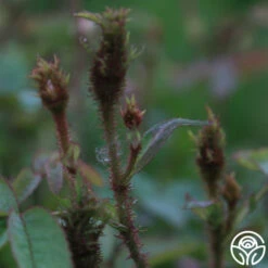 James Mitchell -HEIRLOOM ROSES Sales James Mitchell 15