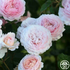 James Galway® -HEIRLOOM ROSES Sales JamesGalway 011