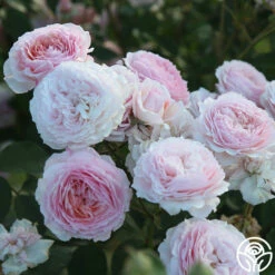 James Galway® -HEIRLOOM ROSES Sales JamesGalway 012