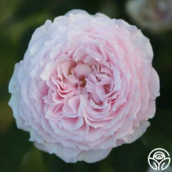 James Galway® -HEIRLOOM ROSES Sales JamesGalway 013