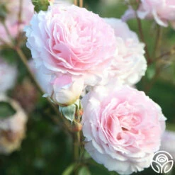 James Galway® -HEIRLOOM ROSES Sales JamesGalway 014