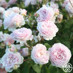 James Galway® -HEIRLOOM ROSES Sales JamesGalway 015