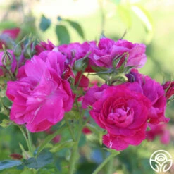 John Cabot 9 John Cabot -HEIRLOOM ROSES Sales John Cabot 22