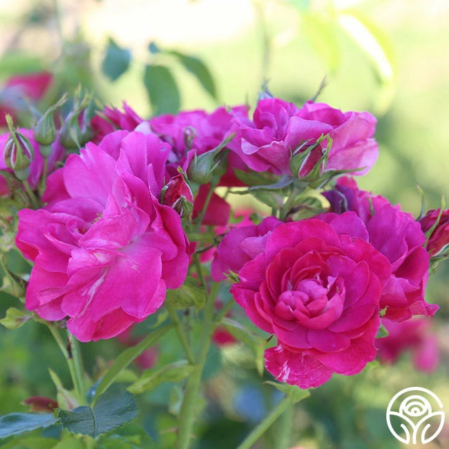 John Cabot 6 John Cabot - Image 4