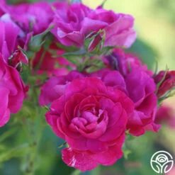 John Cabot 8 John Cabot -HEIRLOOM ROSES Sales John Cabot 24